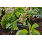 Gardena MD szabályozható sorcsepegtető, nyomáskiegyenlítős