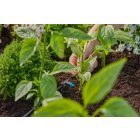 Gardena MD sorcsepegtető 2 l/óra