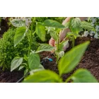 Gardena MD sorcsepegtető 2 l/óra